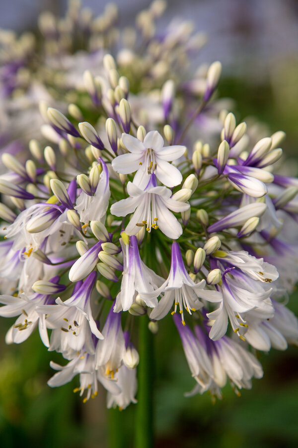 Lilia Afrykańska Agapanthus