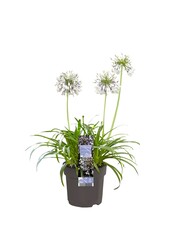 Lilia Afrykańska Agapanthus