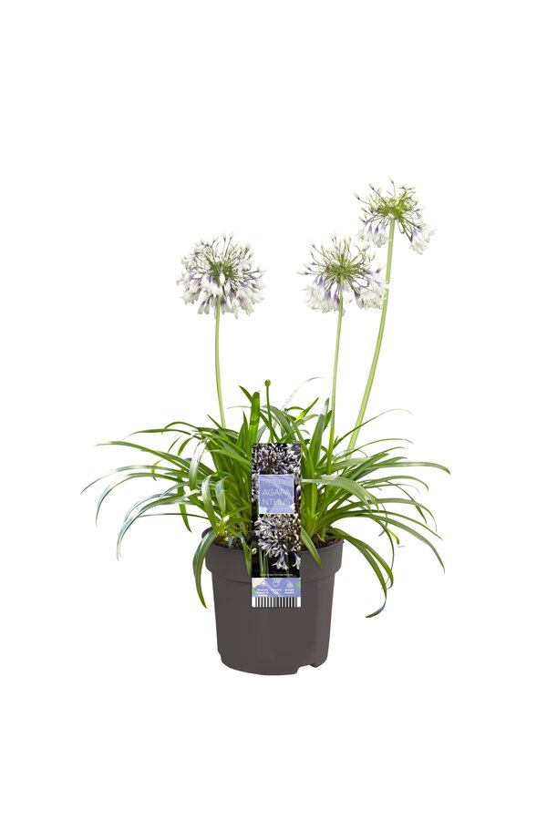 Lilia Afrykańska Agapanthus