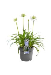Lilia Afrykańska Agapanthus
