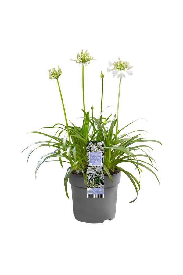 Lilia Afrykańska Agapanthus