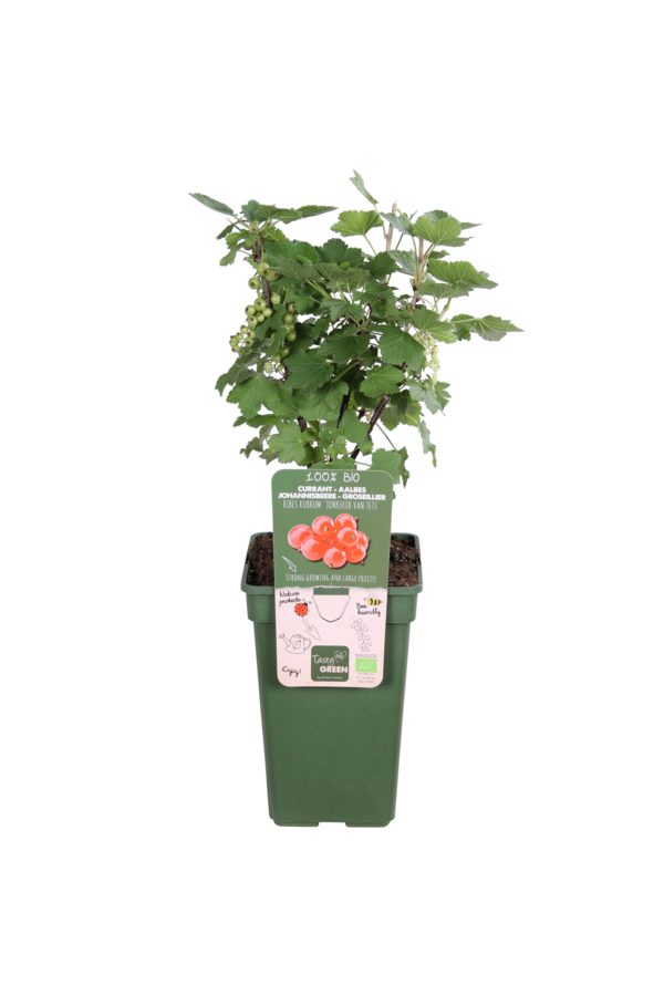 Aalbes Jonkheer Van Tets