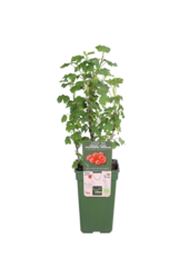 Aalbes Jonkheer Van Tets