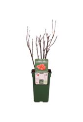 Aalbes Jonkheer Van Tets