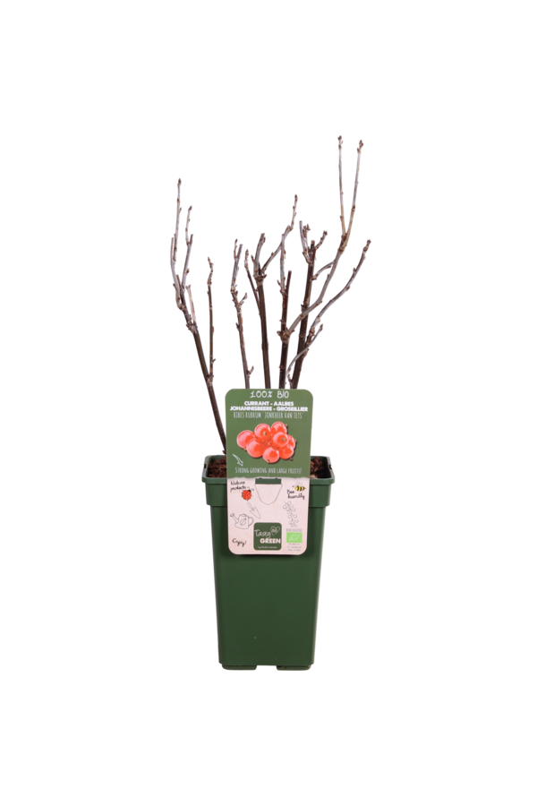 Aalbes Jonkheer Van Tets