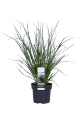 Cortaderia Trawa pampasowa Evita