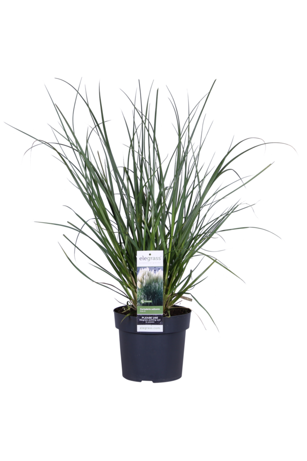 Cortaderia Trawa pampasowa Evita