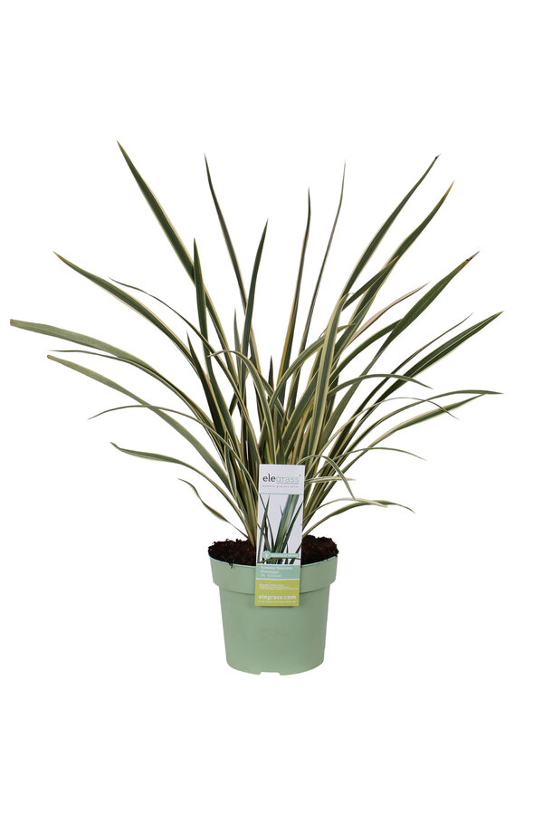 Nowozelandzki Len Wings Of Gold