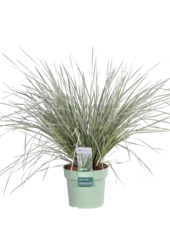 Lomandra White Sands