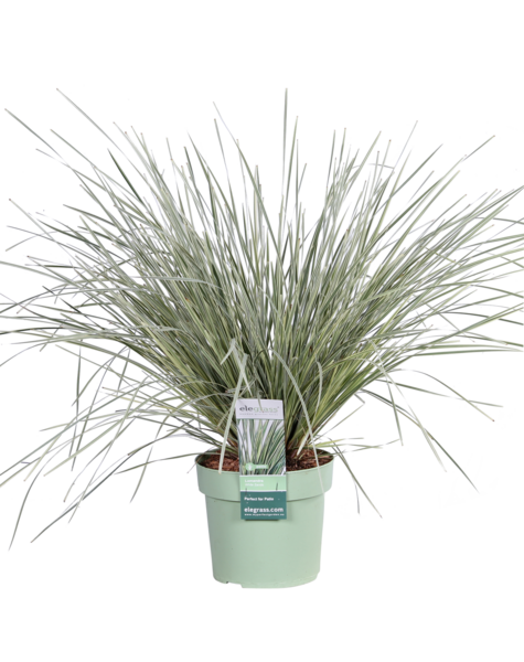 Australijska trawa ozdobna