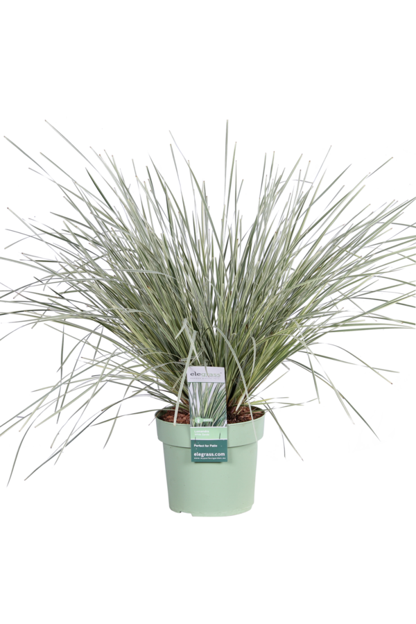 Lomandra White Sands