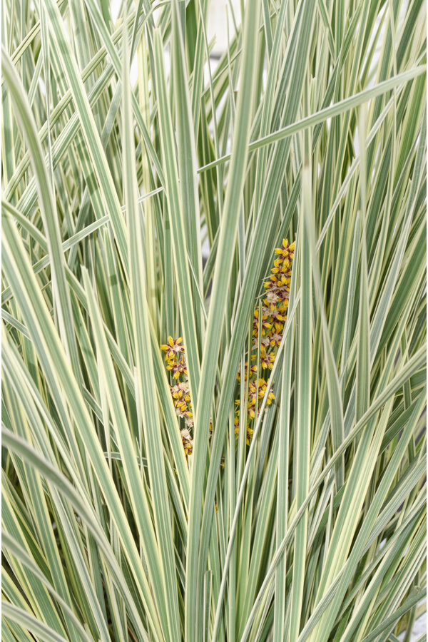 Lomandra White Sands