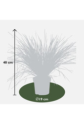 Lomandra White Sands