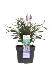 Konwalnik Liriope muscari Ingwersen