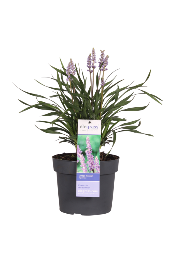 Liliowate Liriope muscari Ingwersen