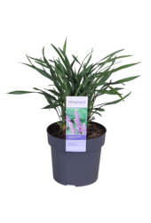 Konwalnik Liriope muscari Ingwersen