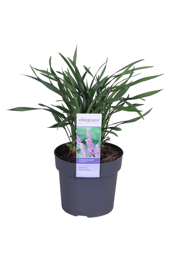 Konwalnik Liriope muscari Ingwersen