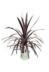 Cordyline Koolpalm Superstar