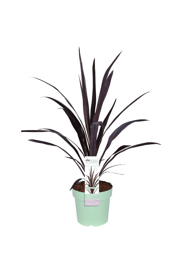 Cordyline Koolpalm Superstar