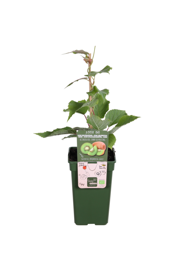 BIO Kiwi Aktinidia Jenny