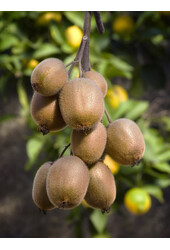 BIO Kiwi Actinidia Jenny