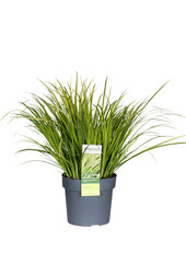 Tatarak Acorus gramineus Ogon