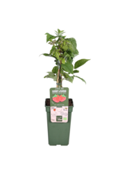 BIO Malina Malling Promise