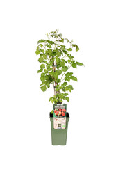 BIO Malina Malling Promise