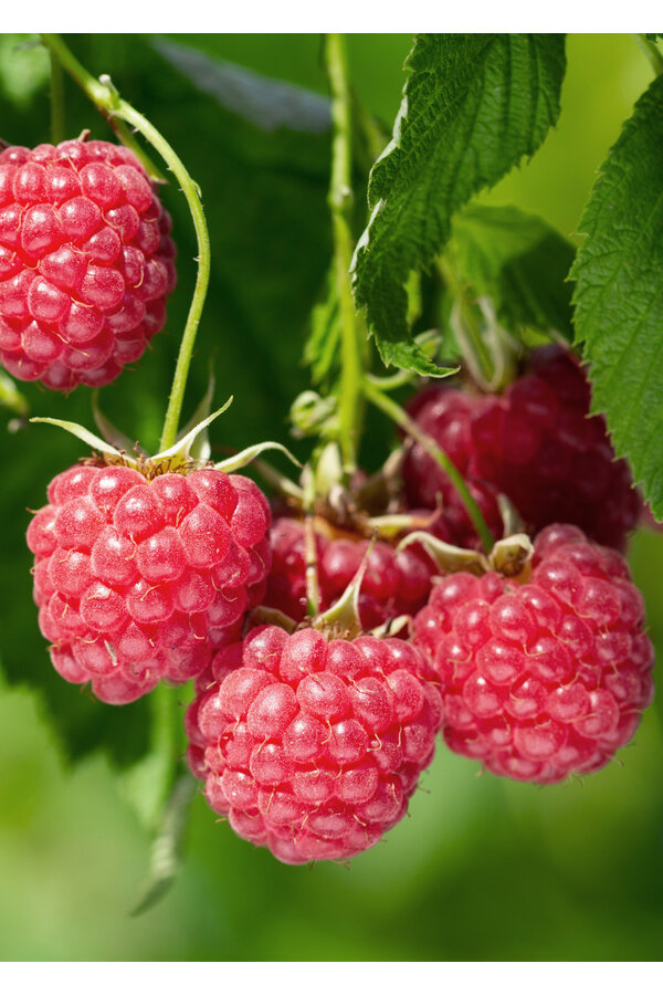 BIO Malina Malling Promise