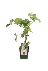 Winogrono Johanniter