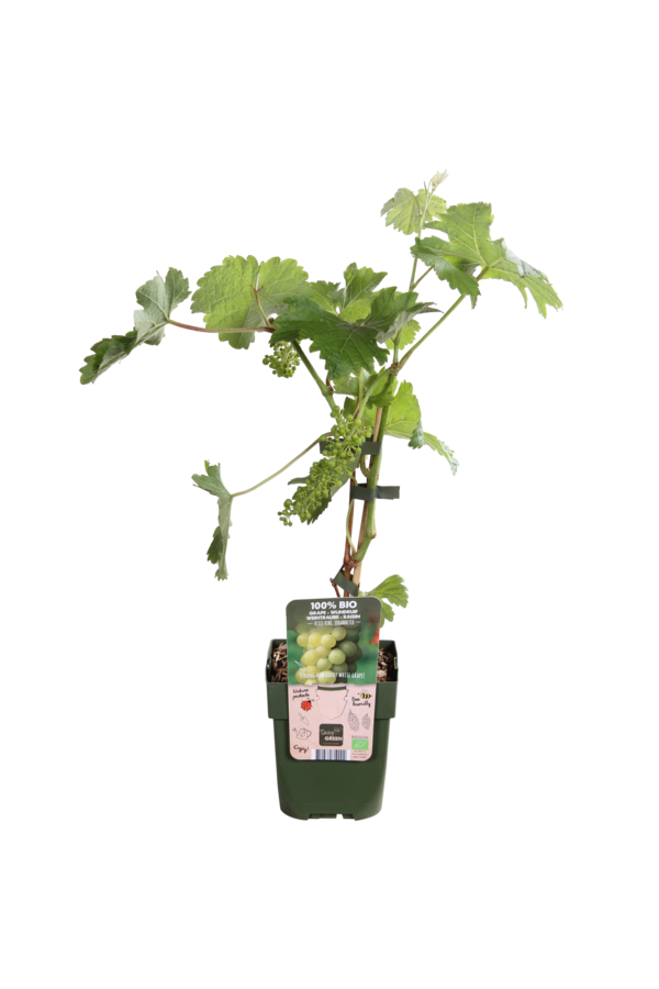 Winogrono Johanniter