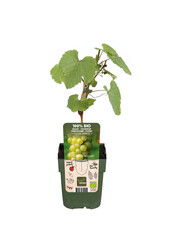 Winogrono Johanniter