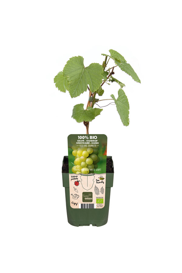 Winogrono Johanniter