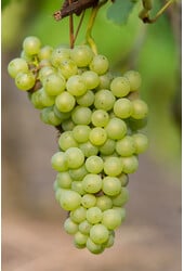 Winogrono Johanniter