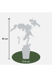 Winogrono Johanniter