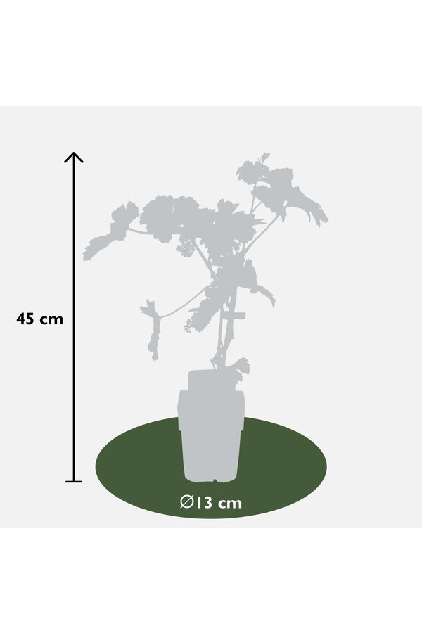 Winogrono Johanniter