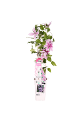 Kwitnąca powojnik Yuan™