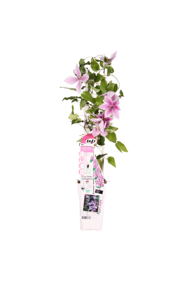 Kwitnąca powojnik Yuan™