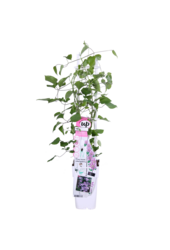 Kwitnąca powojnik Yuan™