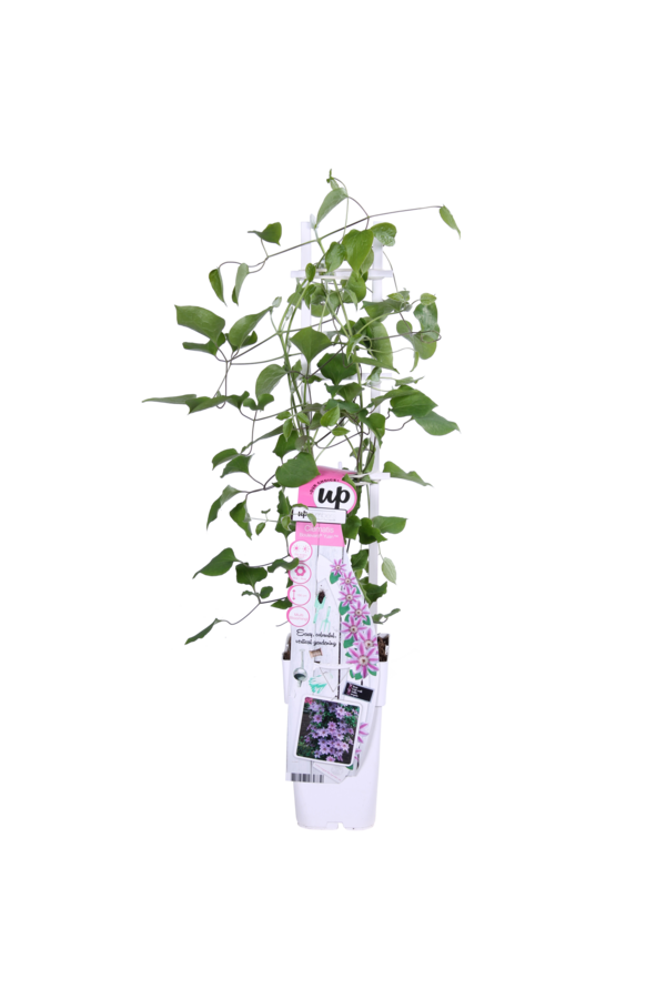 Kwitnąca powojnik Yuan™