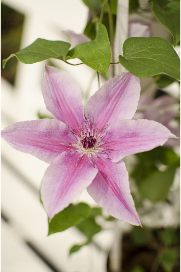 Kwitnąca powojnik Yuan™