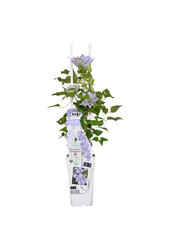 Kwitnący powojnik Tranquilite