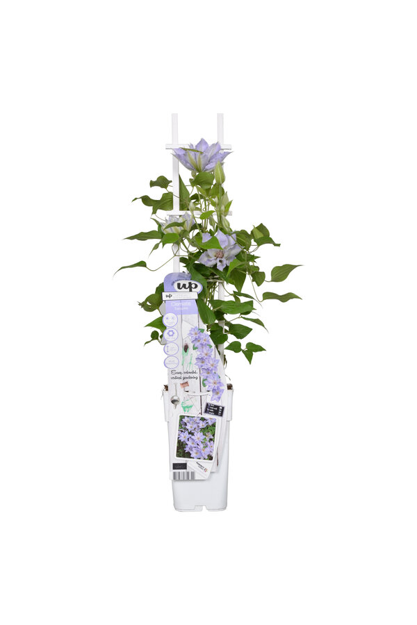 Kwitnący powojnik Tranquilite