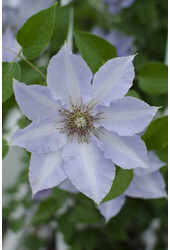 Kwitnący powojnik Tranquilite