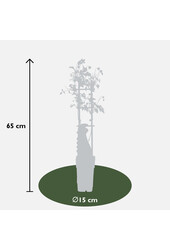 Kwitnący powojnik Tranquilite