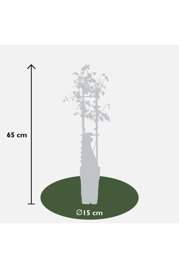 Kwitnący powojnik Tranquilite