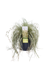 Carex hachijoensis Evergold