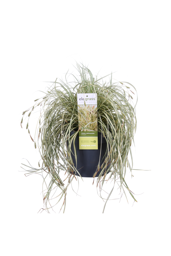 Carex hachijoensis Evergold