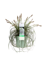 Turzyca Carex Feather Falls