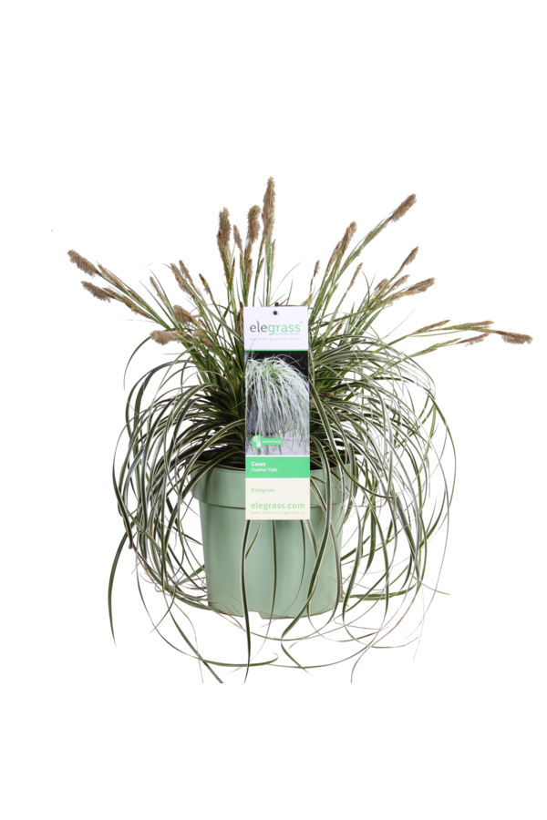 Turzyca Carex Feather Falls